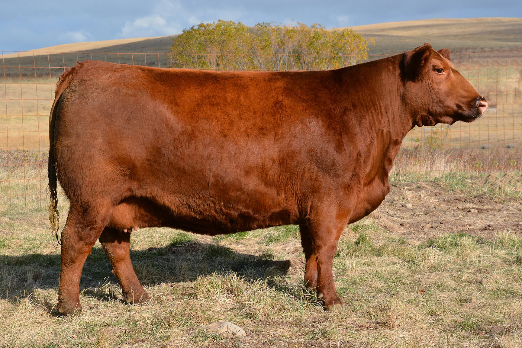 SIX MILE LAKOTO 35W — Niobrara Red Angus